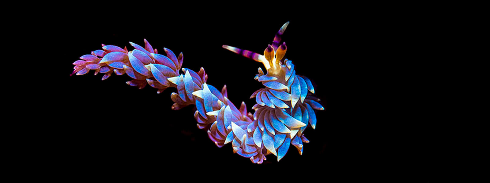 ID photo of a blue dragon nudibranch photographed in Komodo by coral triangle adventures