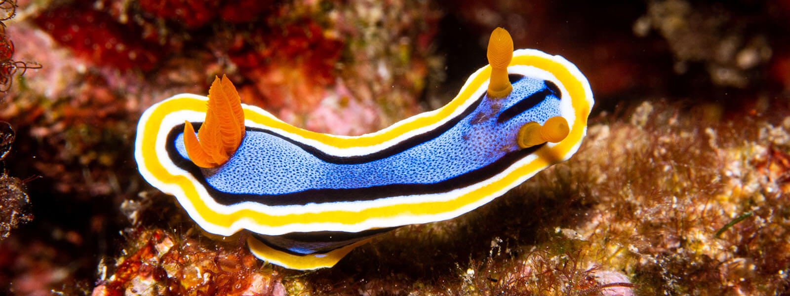 Nudibranchs are favorites for coral triangle adventures snorkelers