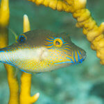 Tobys are colorful reef fish found in Belize