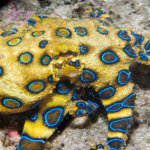 Blue-ringed octopus can be seen while snorkeling in the Solomon Islands