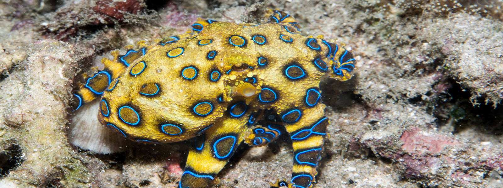 Blue-ringed octopus can be seen while snorkeling in the Solomon Islands
