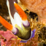 colorful nudibranch photographed in Raja Ampat by coral triangle adventures