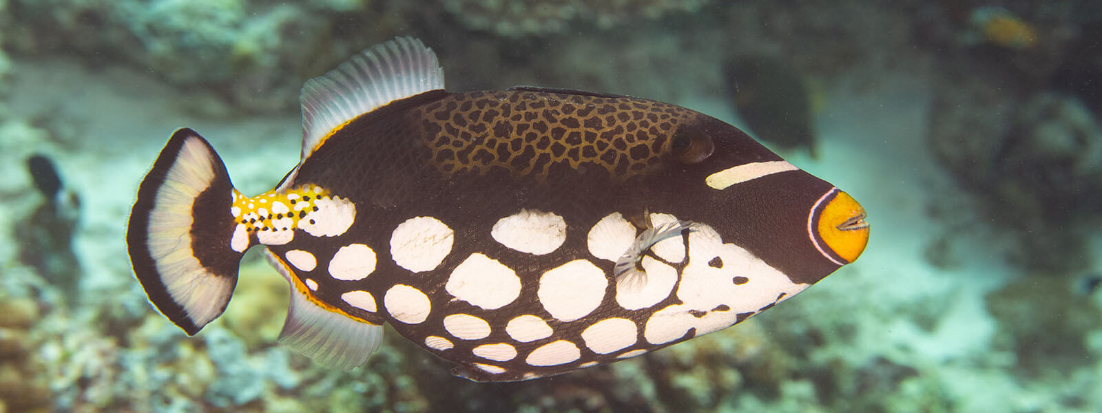 Clown triggerfish are popular amongst snorkelers visiting places like Raja Ampat, Komodo, and Palau