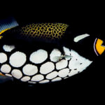 ID photo of a clown triggerfish photographed in Palau by coral triangle adventures