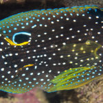 A comet is a rare but amazing find on reefs in the coral triangle
