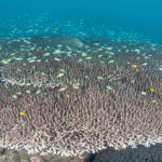 Table corals attract huge schools of blue green anthias on reefs in the coral triangle