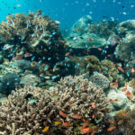 Healthy coral reefs can be found in Ambon and Raja Ampat
