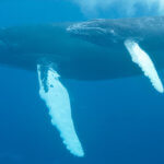 We see humpbacks like this on our humpback whales snorkeling tour