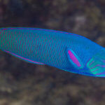 Crescent tail wrasse is a good fish mascot for our total solar eclipse snorkeling tour
