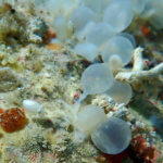 cuttlefish eggs in raja ampat