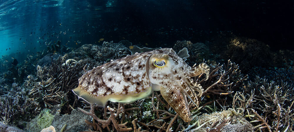 Cuttlefish can be found while snorkeling on many shallow reefs in Raja Ampat, Indonesia