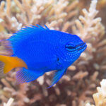 Blue damselfish are common fish on coral reefs in the Indo-Pacific