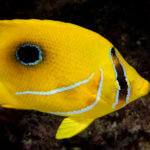 Eclipse butterflyfish is the mascot for our total solar eclipse snorkeling tour