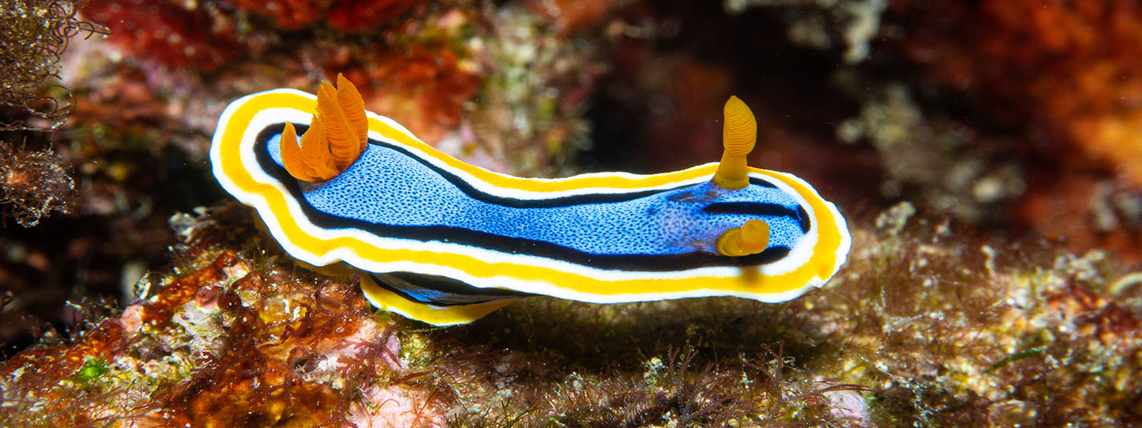 Nudibranchs are colorful but toxic. Photographed in the Philippines by coral triangle adventures