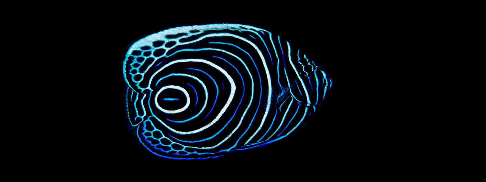 ID photo of a juvenile emperor angelfish photographed in Raja Ampat by coral triangle adventures