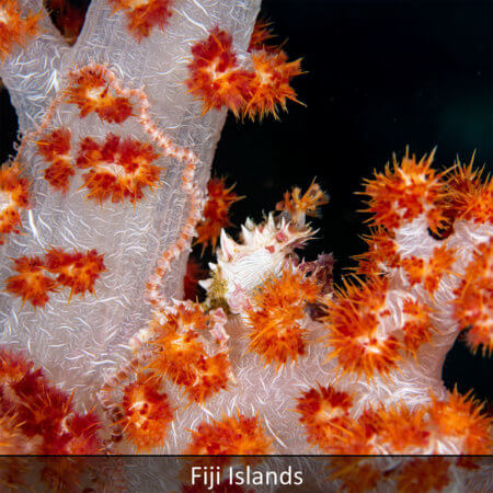 Link to Fiji snorkeling tour