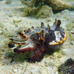 flamboyant cuttlefish in raja ampat snorkeling tour