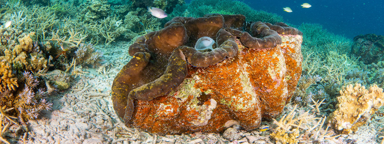 Palau Snorkeling Tour - Coral Triangle Adventures