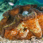 We see giant clams like this on our coral triangle adventures Palau snorkeling tour