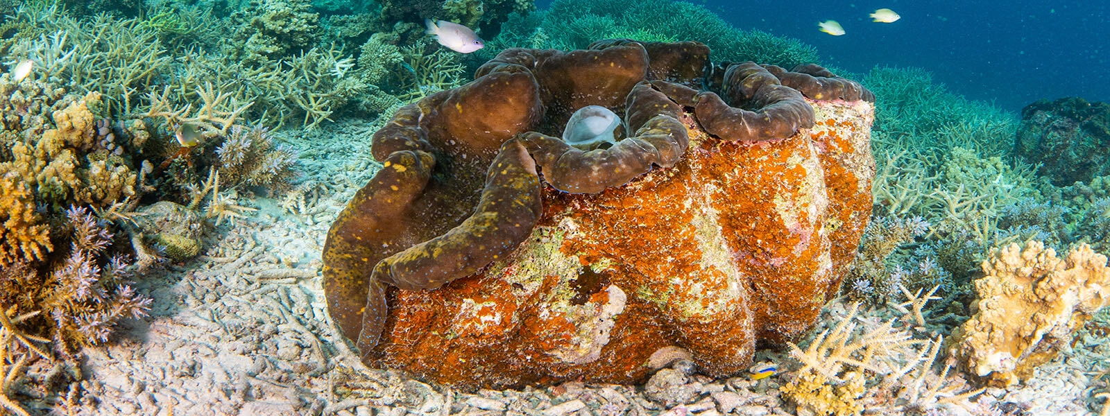 We see giant clams like this on our coral triangle adventures Palau snorkeling tour