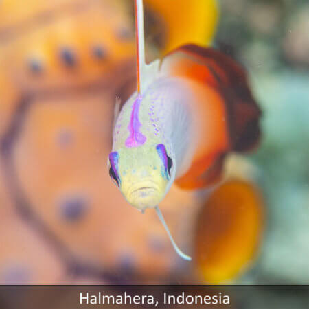 Link to Halmahera snorkeling tour