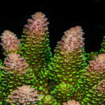 Hard corals exhibiting beautiful colors in the Solomon Islands
