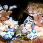 Harlequin shrimp can be found while snorkeling but are rare