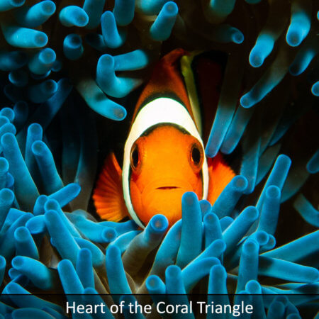 Link to heart of the coral triangle snorkeling tour