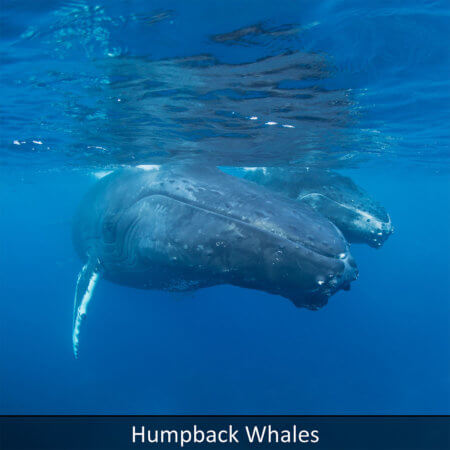 Link to Humpback whales snorkeling tour