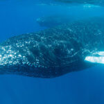 We snorkel with humpbacks on our snorkeling to the Silver Banks Dominican Republic