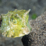 Juvenile boxfish can be found while snorkeling in Kimbe Bay, Papua New Guinea