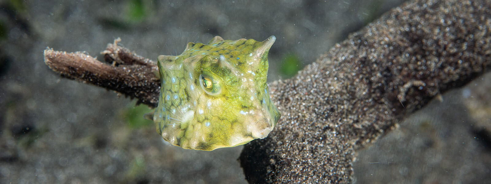 Juvenile boxfish can be found while snorkeling in Kimbe Bay, Papua New Guinea