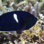 Keyhole Angelfish are common but elusive on reefs in places like Alor, Komodo, Raja Ampat, and Philippines