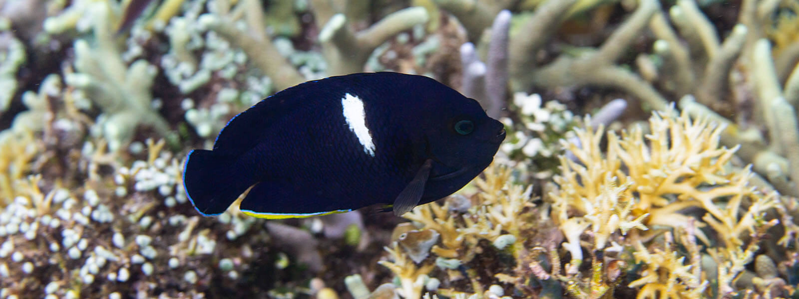Keyhole Angelfish are common but elusive on reefs in places like Alor, Komodo, Raja Ampat, and Philippines