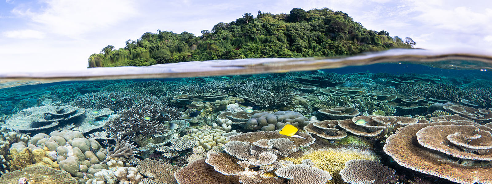 Snorkeling over shallow healthy reefs. Photographed by coral triangle adventures inKimbe Bay, Papua New Guinea