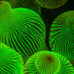 We see corals and anemones fluoresce on our night snorkels