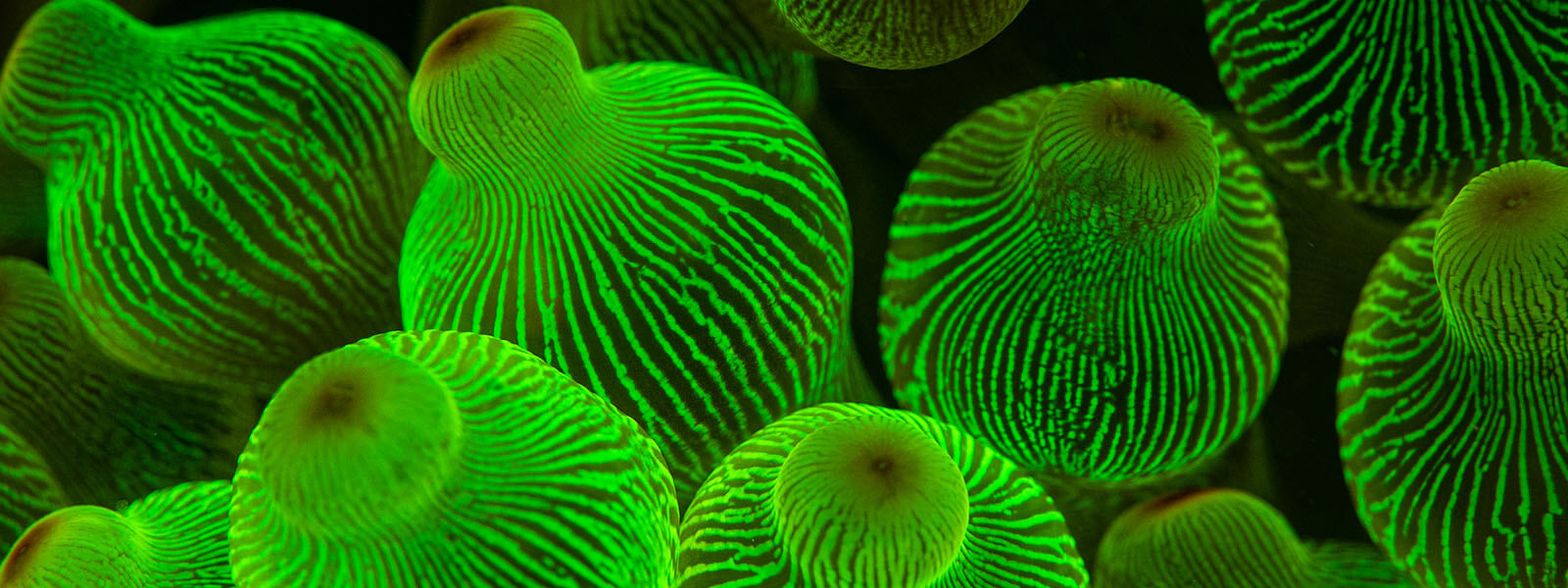 We see corals and anemones fluoresce on our night snorkels