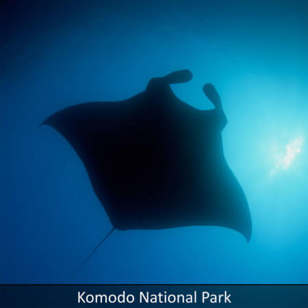 Link to Komodo snorkeling tour