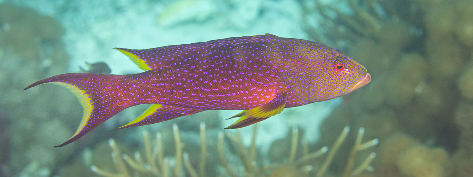 Lyretail groupers are colorful examples of some of the fish found in Indonesia