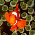 spinecheek anemonefish like to greet friendly snorkelers