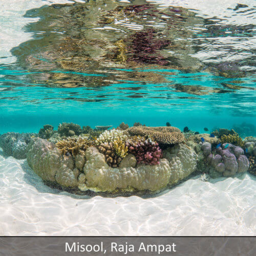 Link to Misool, Raja Ampat snorkeling tour