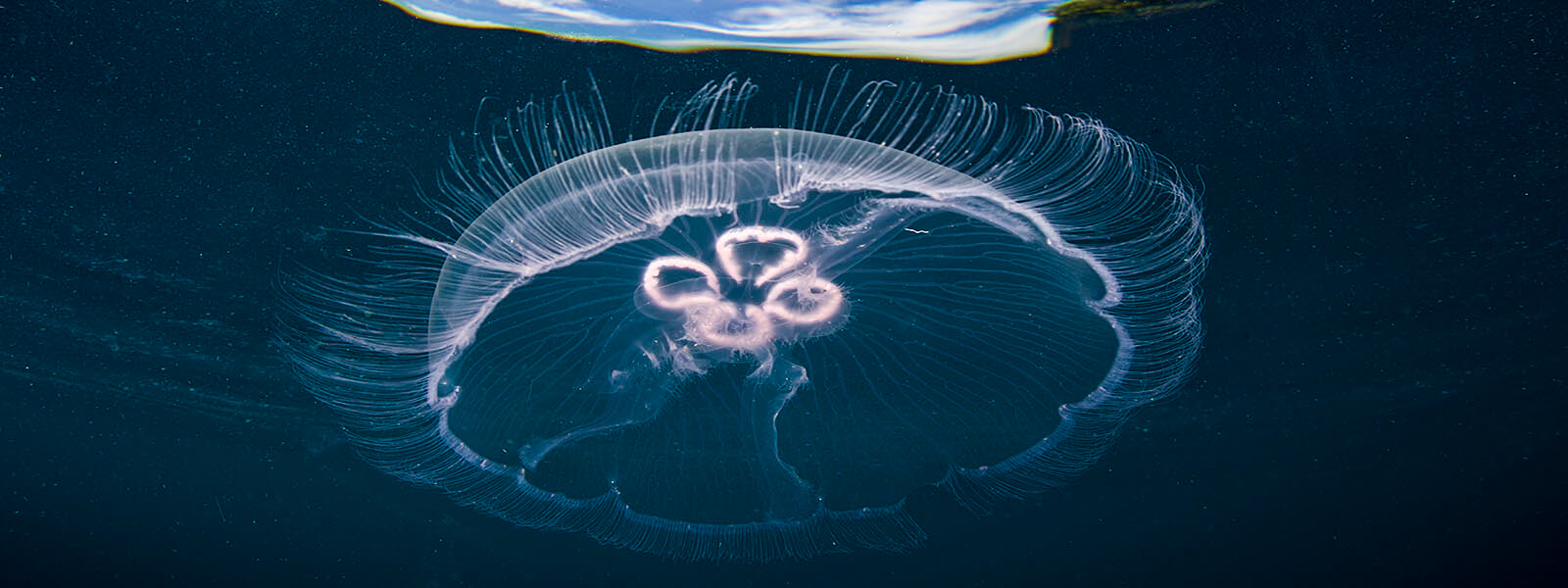 Moon jellies are found on many of our snorkels throughout the Indo-West Pacific