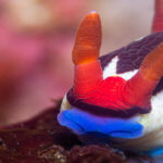 Nembrotha nudibranchs are common in places like Komodo and Raja Ampat
