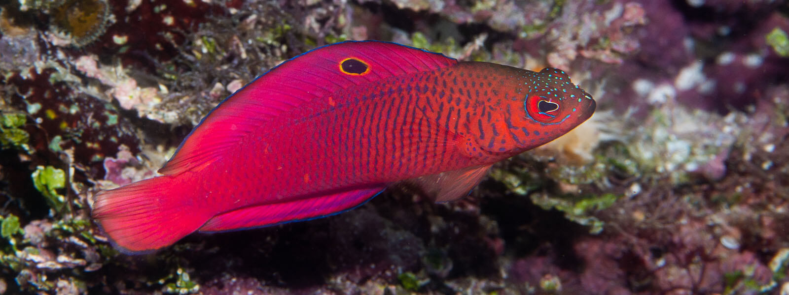 Colorful can be found on our Solomon Islands snorkeling tour