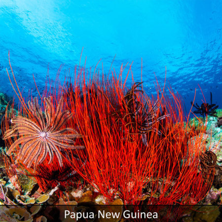 Link to Papua New Guinea snorkeling tour