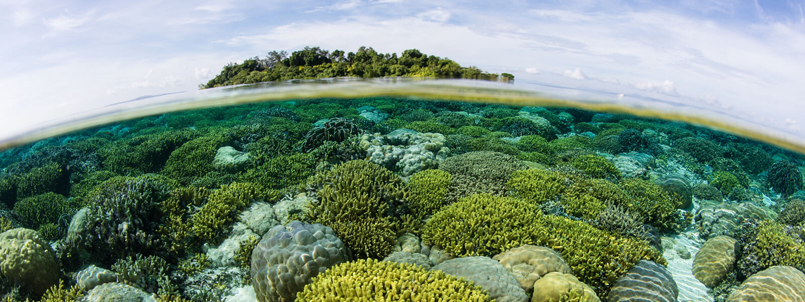 Huge stretches of shallow reef can be found in Kimbe Bay, Papua New Guinea