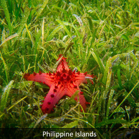 Link to Philippines snorkeling tour