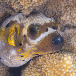Pufferfish are common on reefs we snorkel upon in places like Ambon, Alor, and Komodo