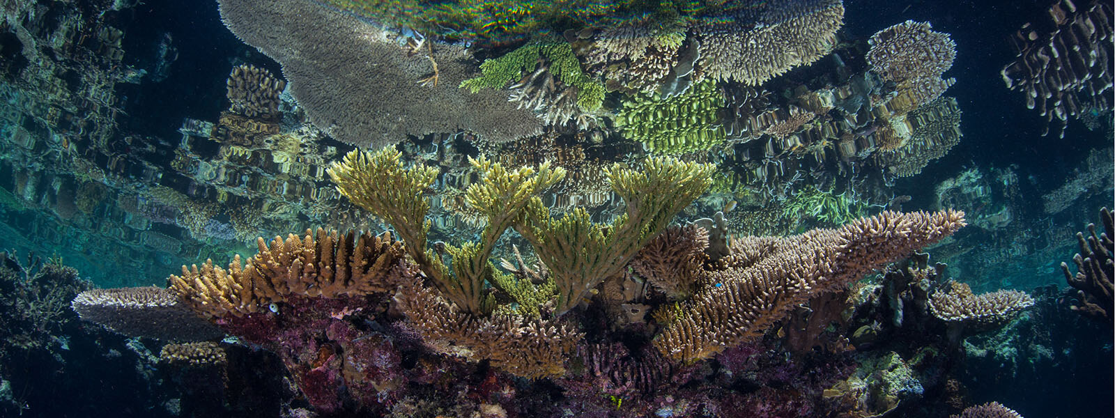 Corals in shallow water are perfect for our snorkeling activities