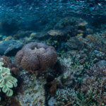 We snorkel over reefs like this on our Raja Ampat Snorkeling tour